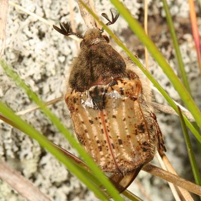  Bumble Flower Beetle - Euphoria inda