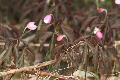 Wood Anenome - Anemone quinquefolia