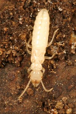 immature queen Eastern Subterranean Termite - Reticulitermes flavipes