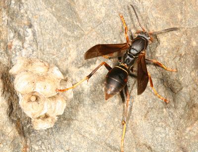 Northern Paper Wasp - Polistes fuscatus (with eggs in nest)
