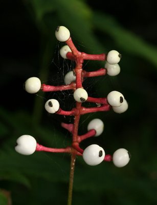 Doll's Eyes (White Baneberry) - Actaea pachypoda