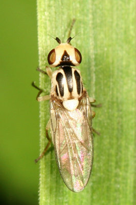 Chlorops sp.