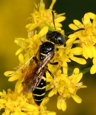 Philanthus lepidus