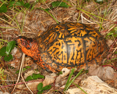 Eastern Box Turtle (5) - Terrapene carolina