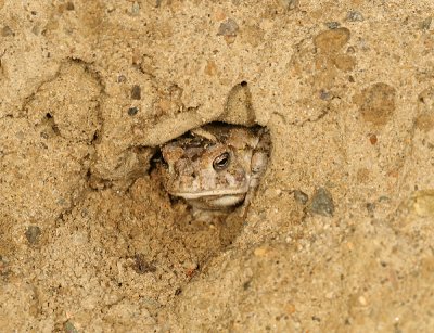 Fowlers Toad - Anaxyrus fowleri (in it's little hole in the sand)
