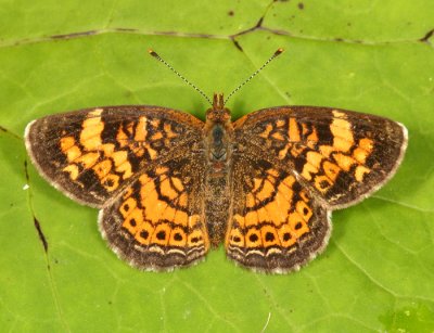 Pearl Crescent - Phyciodes cocyta