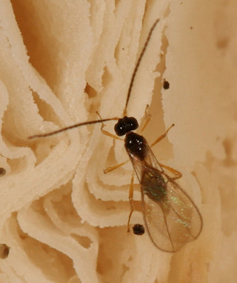 Braconid Wasps - subfamily Alysiinae