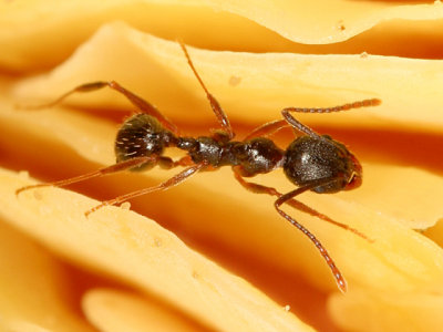 Aphaenogaster picea