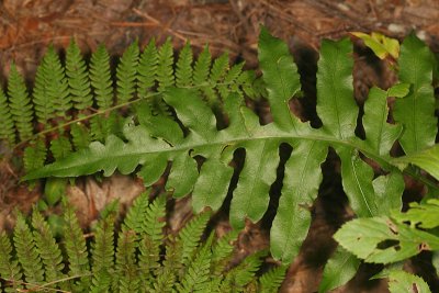 Netted Chain Fern - Woodwardia areolata