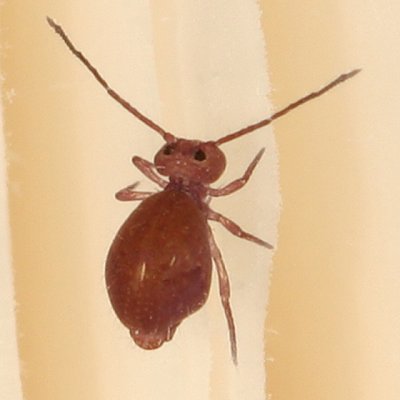 Dicyrtoma fusca