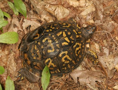Eastern Box Turtle (4) - Terrapene carolina