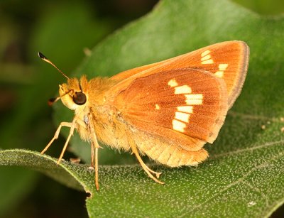 Leonard's Skipper - Hesperia leonardus