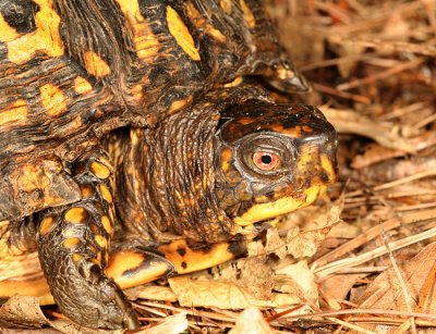 Eastern Box Turtle (4) - Terrapene carolina