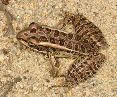 Pickerel Frog - Lithobates palustris