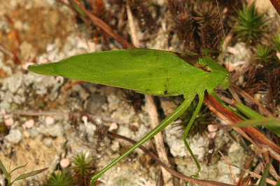 Amblycorypha oblongifolia