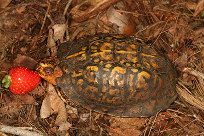 Eastern Box Turtle - Terrapene carolina