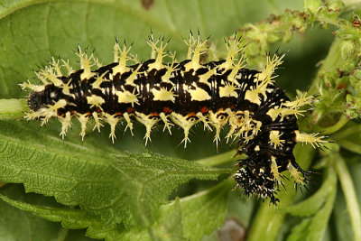 Eastern Comma - Polygonia comma