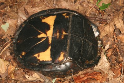 underside of an Eastern Box Turtle - Terrapene carolina