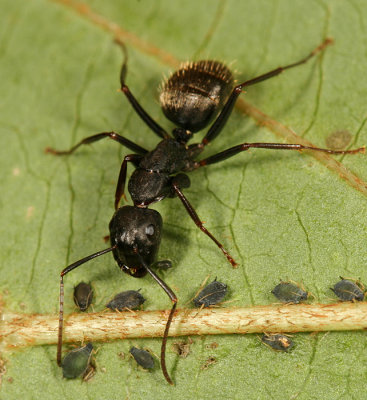 Camponotus pennsylvanicus