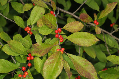 Winterberry - Ilex verticillata