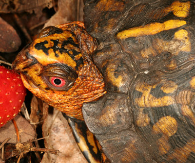 Eastern Box Turtle - Terrapene carolina