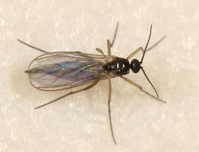  Dark-winged Fungus Gnat (Sciaridae)