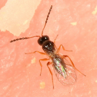 Wasps - Figitidae