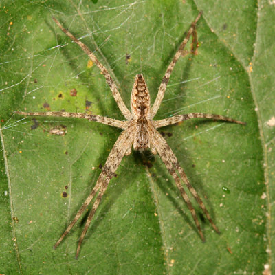 Pisaurina mira