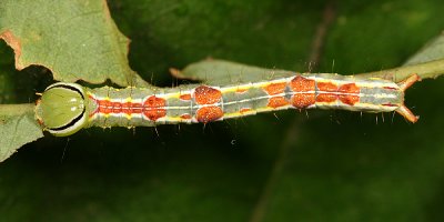 7998 - Variable Oakleaf Caterpillar - Lochmaeus manteo