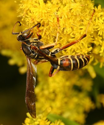 Northern Paper Wasp  - Polistes fuscatus