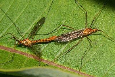 Nephrotoma ferruginea