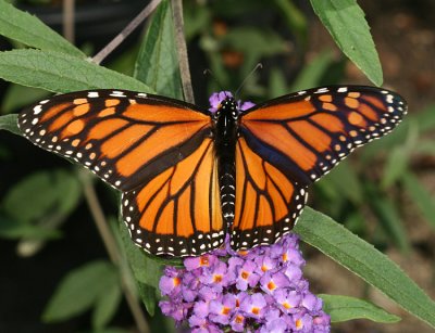 Monarch - Danaus plexippus - female