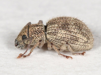 Imported Long-horned Weevil - Calomycterus setarius