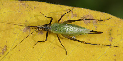 Blackhorned Tree Cricket - Oecanthus nigricornis (female)