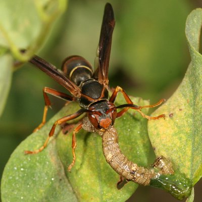 Northern Paper Wasp - Polistes fuscatus (eating a caterpillar)