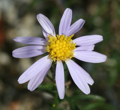 Flax-leaved Aster - Ionactis linariifolia