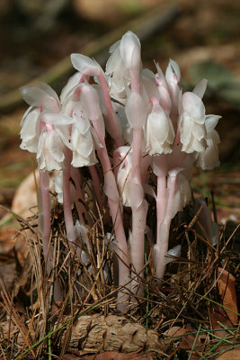 Indian Pipes - Monotropa uniflora