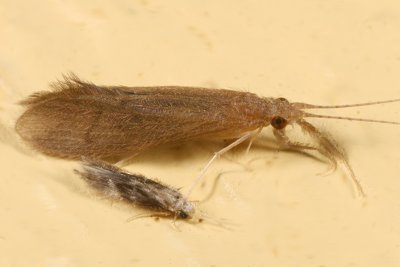 Oecetis sp. Longhorned and a Microcaddisfly