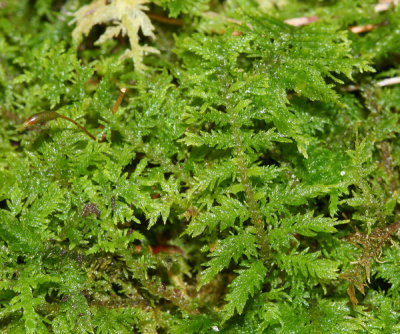  Delicate Fern Moss - Thuidium delicatulum 
