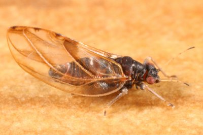 Phylloplecta tripunctata (male)