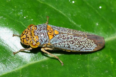 Leafhoppers genus Oncometopia