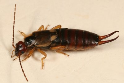 European Earwig - Forficula auricularia