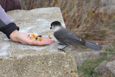 Gray Jay - Perisoreus canadensis