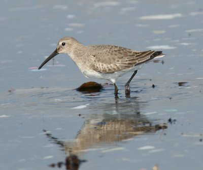 Dunlin - Calidris alpina (winter plumage)