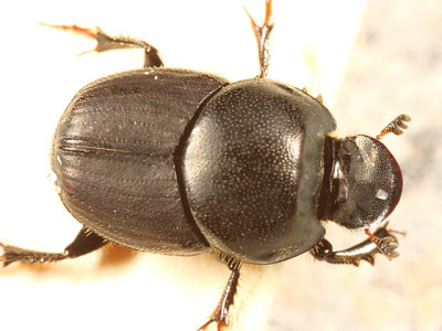 Bull Headed Dung Beetle - Onthophagus taurus (female)