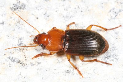 Ground Beetles - Tribe Harpalini