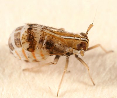 Liburniella ornata (gravid female)