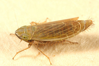 Leafhopprs genus Arthaldeus