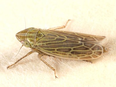 Laevicephalus sp.