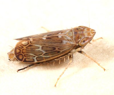 Latalus sayii (female)